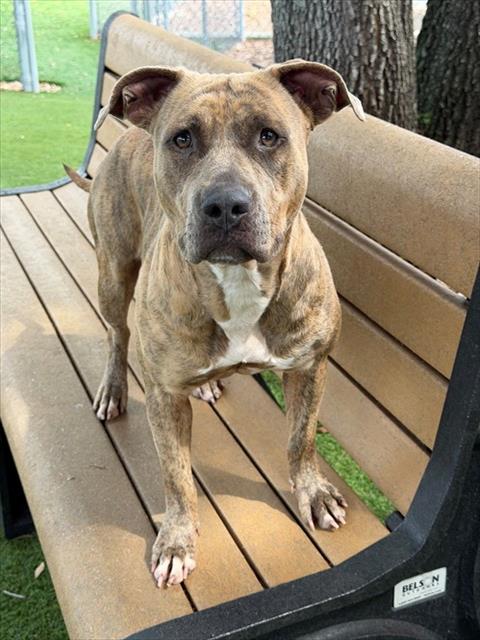 Stella
