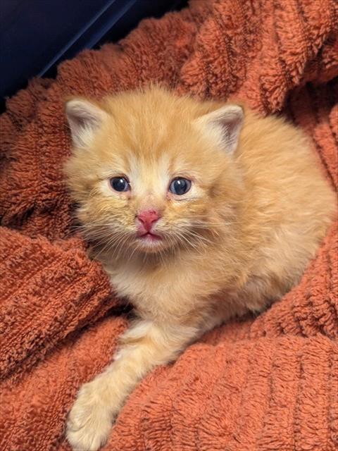 Wally - In Foster