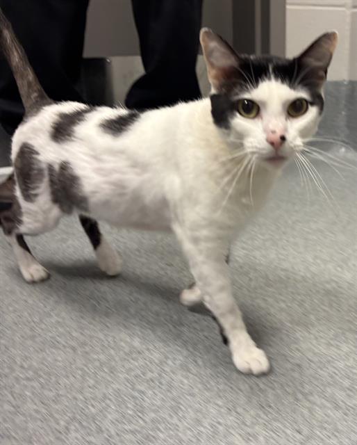 Pongo