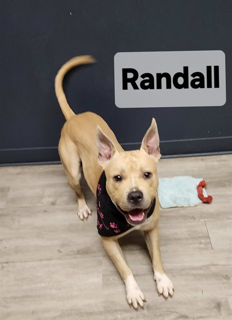 Randall