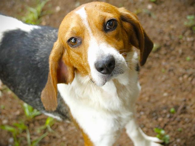 Lulu