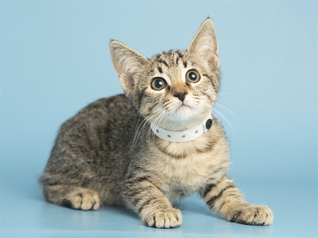 Remy