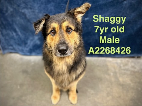 Shaggy
