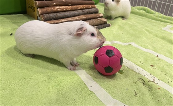 Alphonso