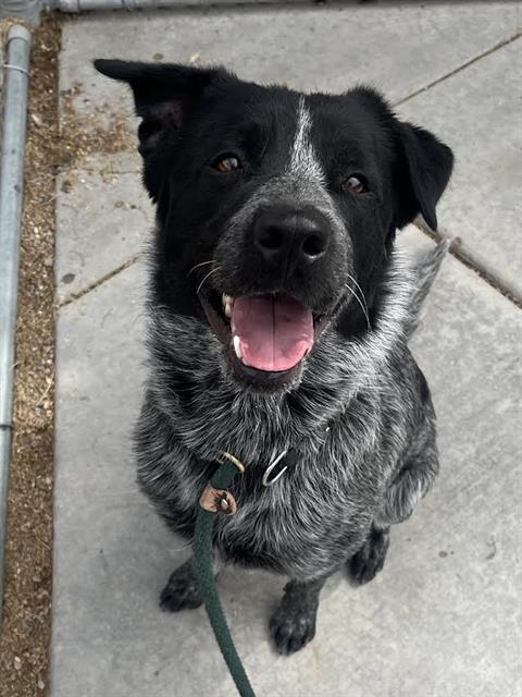 Milo