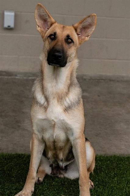 Zola