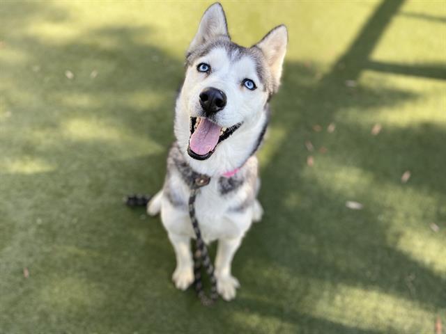 Hennessy