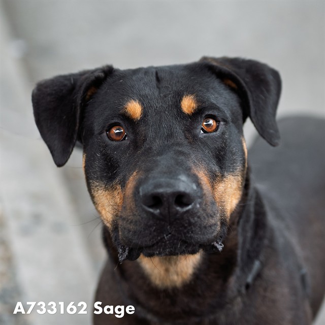 Sage