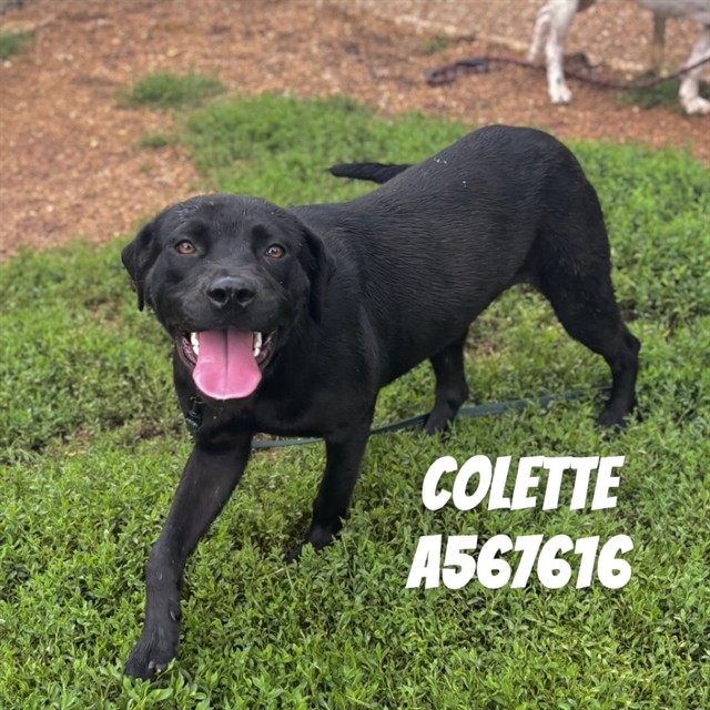 Colette