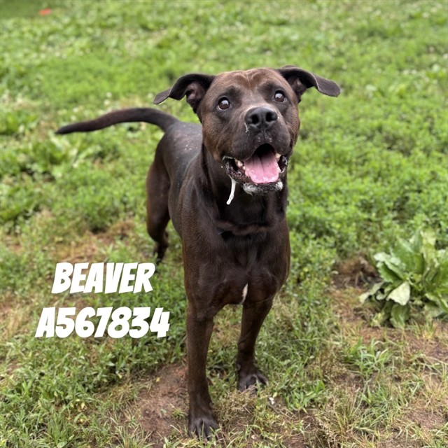 Beaver