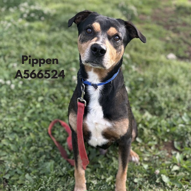 Pippen