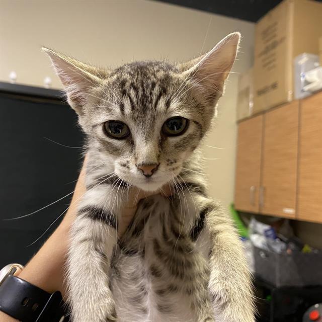 Adoptable Cat