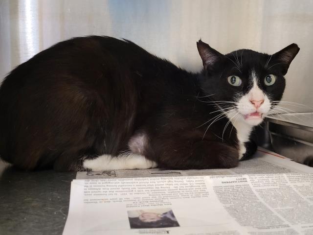 Adoptable Cat