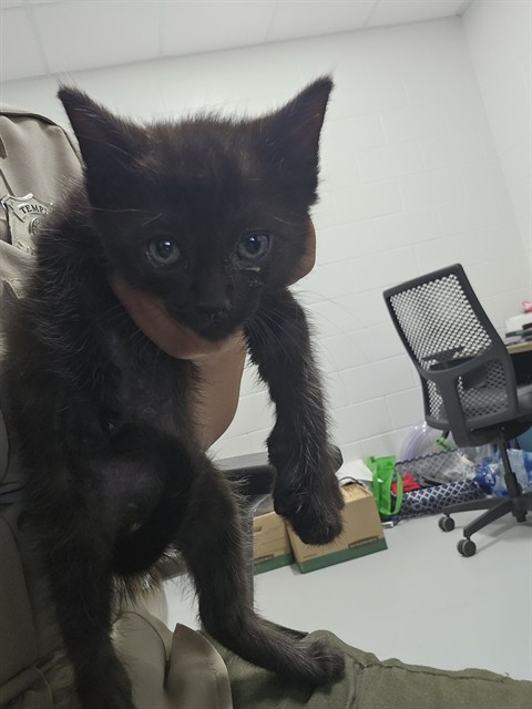 Adoptable Cat