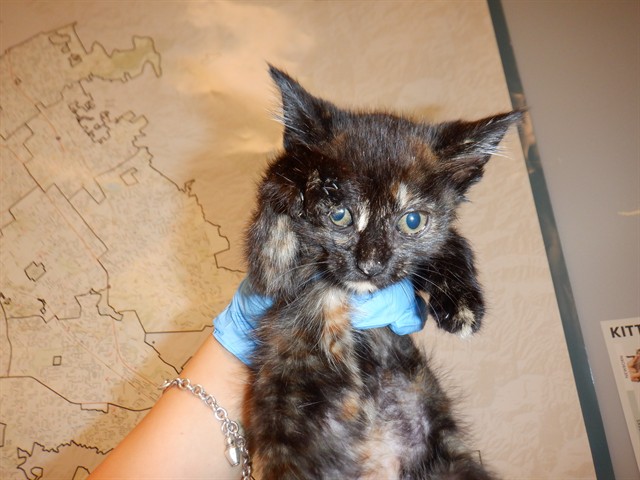 Pepper