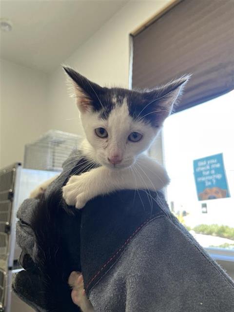 Adoptable Cat