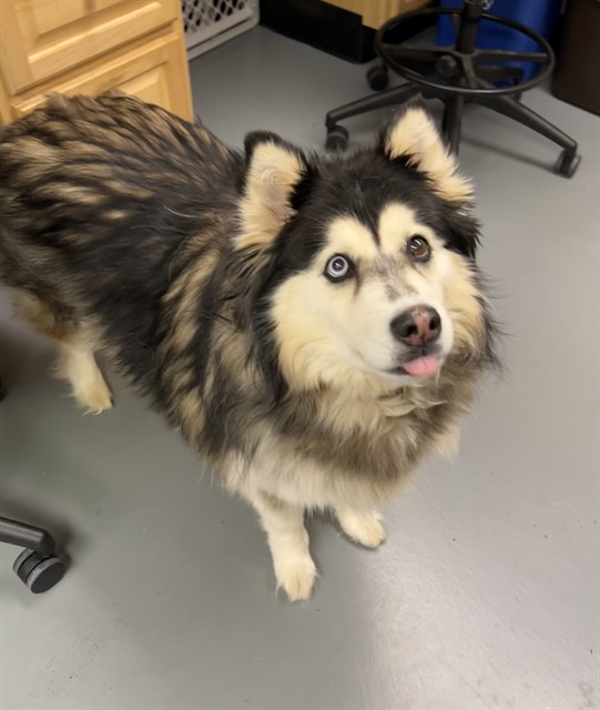 Nova