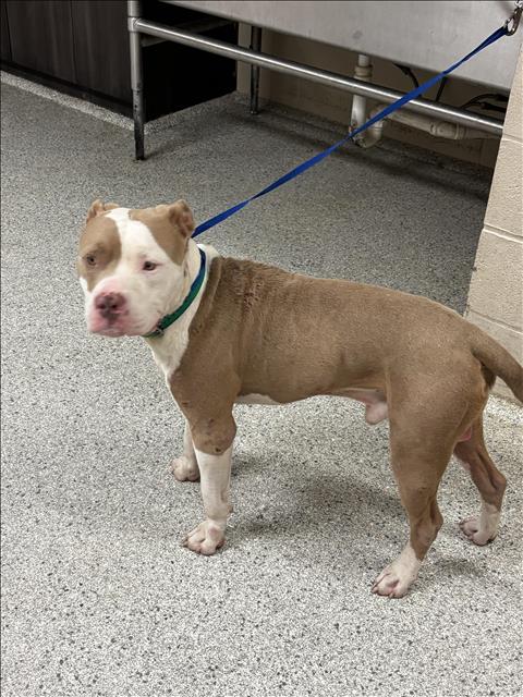 Adoptable Dog