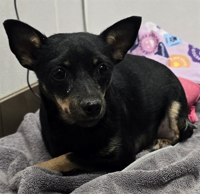 Adoptable Dog