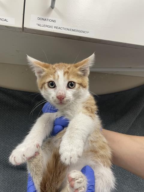 Adoptable Cat