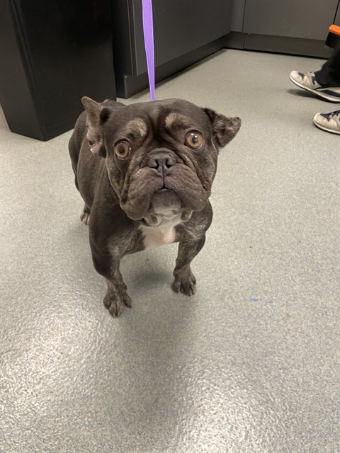 Lulu - Adoption Pendning