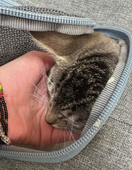 Lince