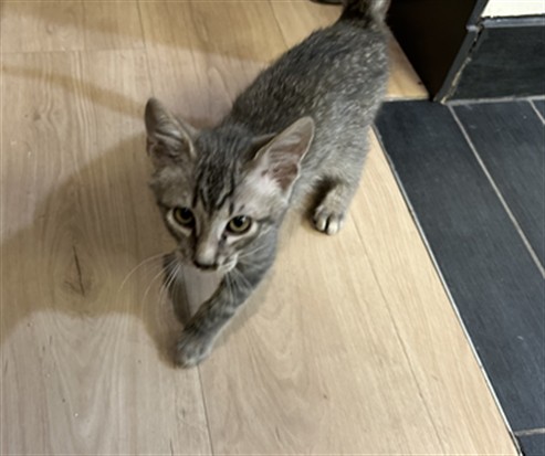 Adoptable Cat