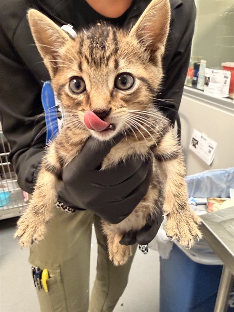 Adoptable Cat