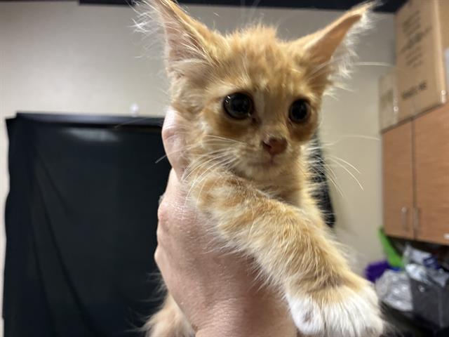 Adoptable Cat