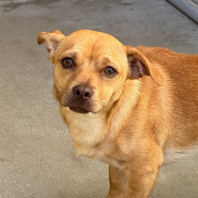 Adoptable Dog