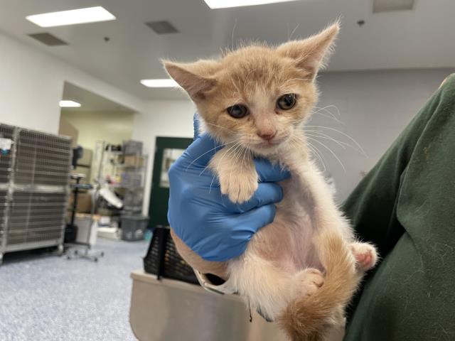 Adoptable Cat