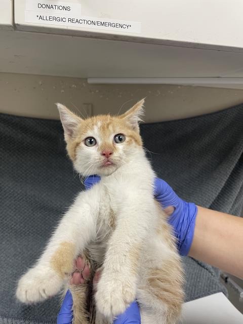Adoptable Cat