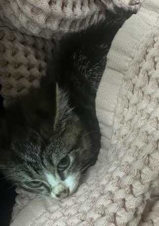 Juno