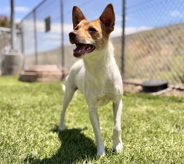 Urgent Med Adopt Ethel