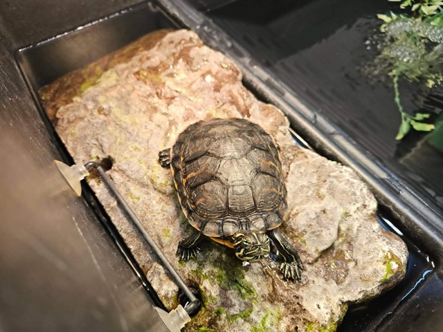 Squirt