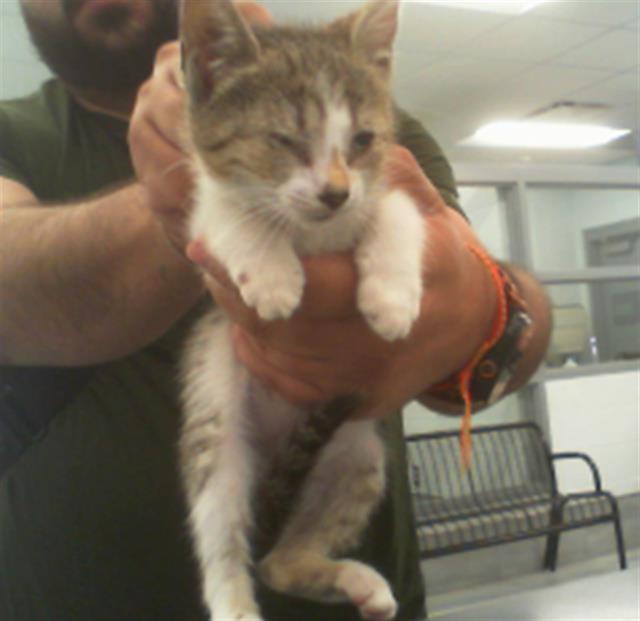 Adoptable Cat