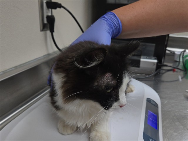 Adoptable Cat