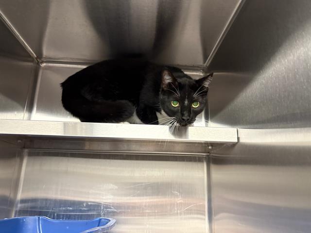 Ebony