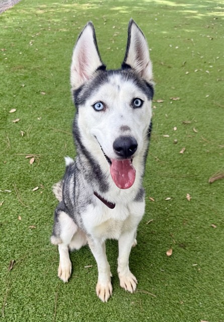 Yuki