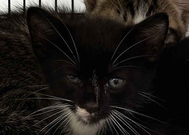 Bitsy