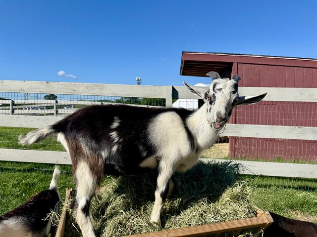Oat