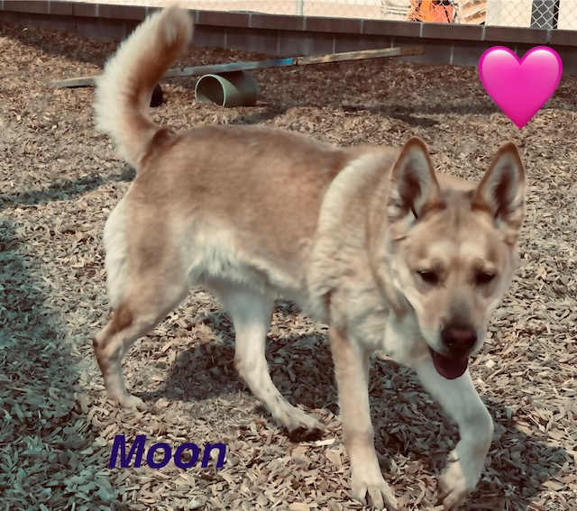 Moon