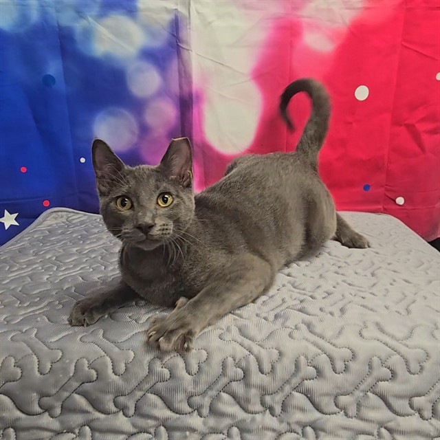 Mr. Biscuits