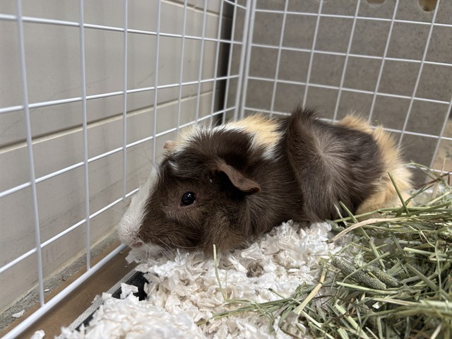 Coco