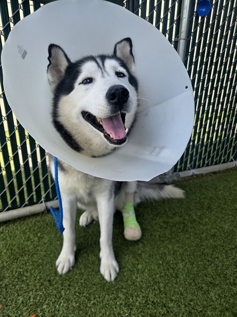 Duke