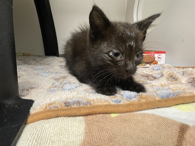 Zooble - Needs A Foster