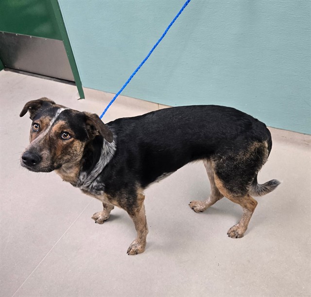 Adoptable Dog