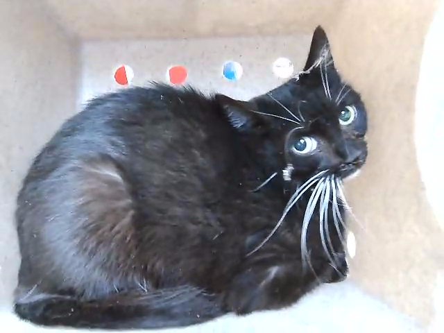 Adoptable Cat