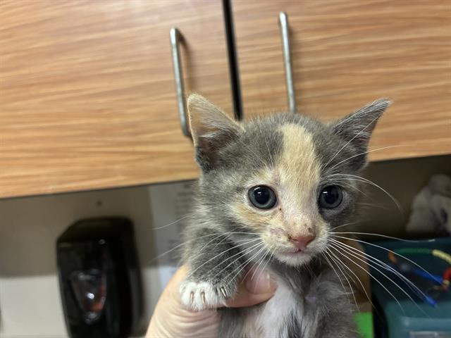*Princess Peanut