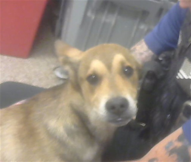 Dingo